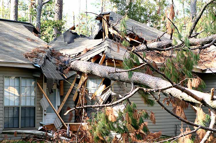 Wind Damage